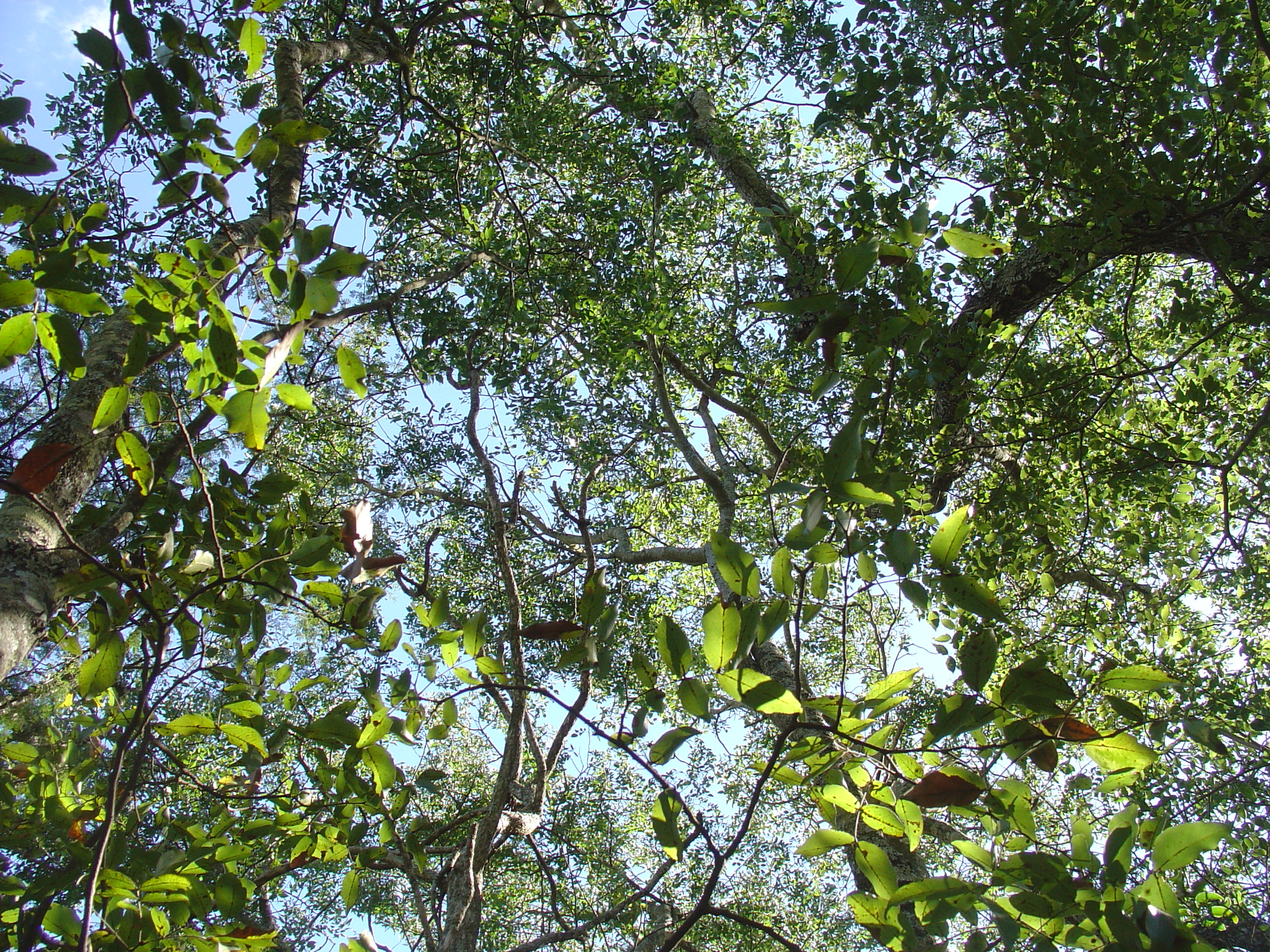 blue skies above the trees